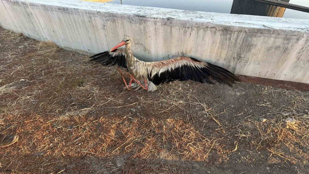Kanala d&uuml;şen leyleği itfaiye kurtardı
