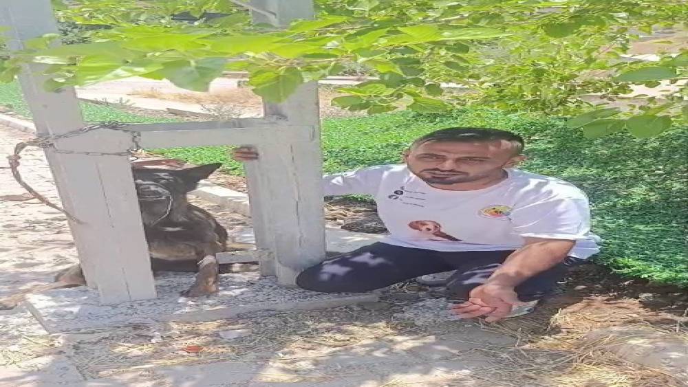 Bel&ccedil;ika kurdunu zehirleyip direğe asarak telef ettiler
