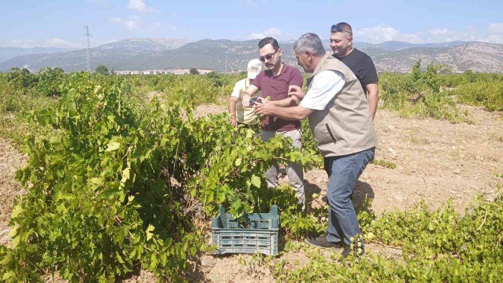 İslahiye&rsquo;de &uuml;z&uuml;m hasadı başladı
