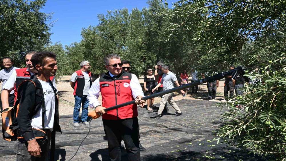 Dikili&rsquo;de sezonun ilk zeytin hasadı başladı

