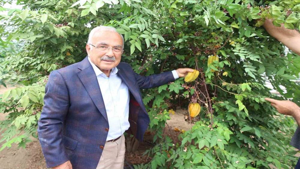 Tropikal meyveler Karadeniz&rsquo;i sevdi
