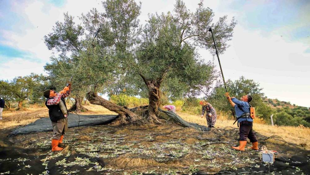 G&uuml;ney Marmara&rsquo;da zeytin hasadı başladı, &uuml;reticinin g&ouml;z&uuml; fiyatta
