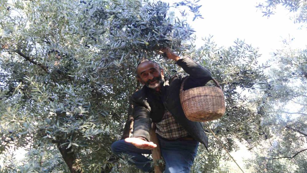 &Ccedil;oruh Vadisi&rsquo;nde Butko zeytini hasadı başladı
