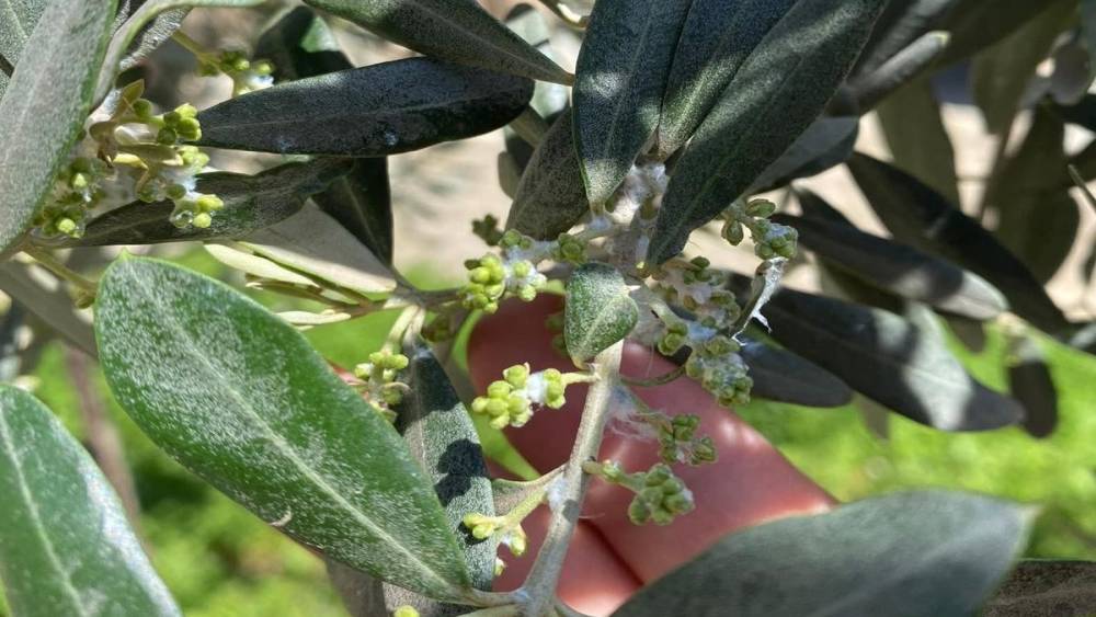 Sarıg&ouml;l&rsquo;de zeytin &uuml;reticileri pamuklu bit zararlısına karşı uyarıldı
