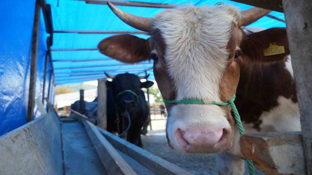 Kurban etindeki "koyu kan" ve "k&ouml;t&uuml; koku" hastalık habercisi olabilir
