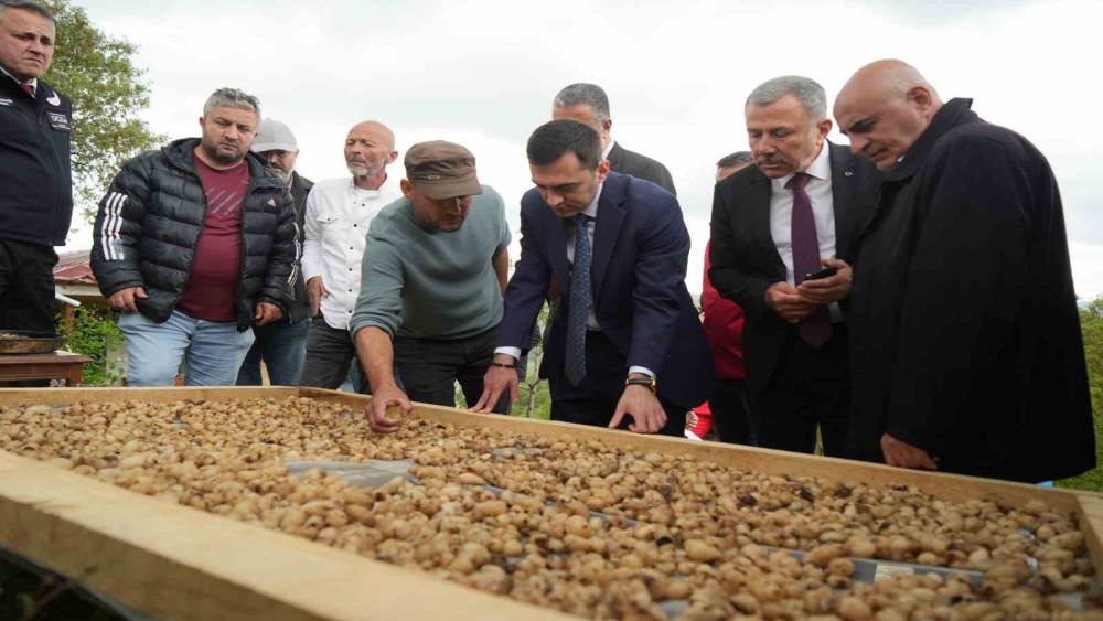 "Topraktaki altın" salebin hasadı başladı: Kilosu 12 bin TL
