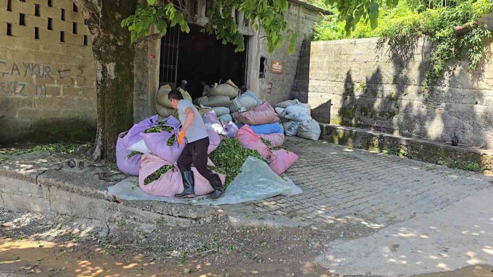 &Ccedil;AYKUR sezonun ilk g&uuml;n&uuml;nde 900 ton &ccedil;ay aldı
