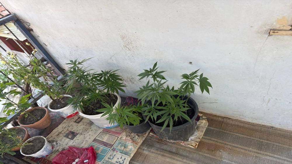 &Ccedil;orum&rsquo;da operasyon d&uuml;zenlenen evden 21 k&ouml;k kenevir &ccedil;ıktı: 1 g&ouml;zaltı
