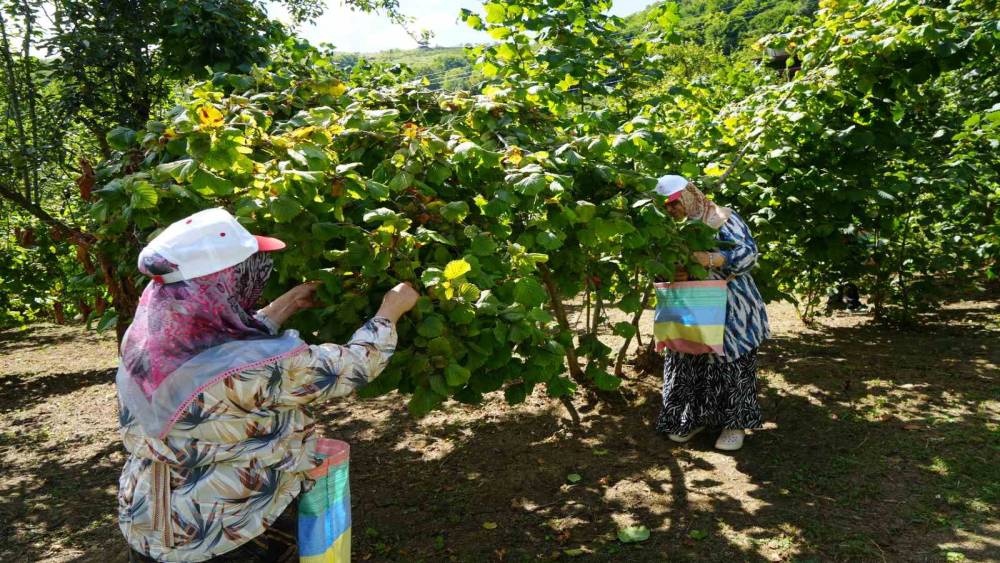 Yeşil altında orta kesim hasadı başladı: Samsun&rsquo;da 115 bin ton fındık bekleniyor
