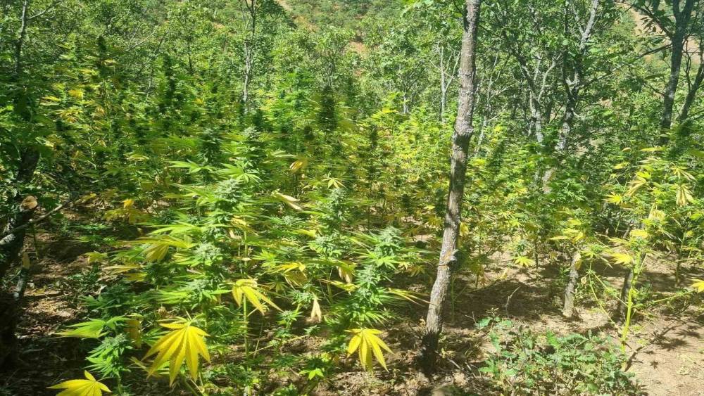 Bing&ouml;l&rsquo;de  19 bin k&ouml;k kenevir ele ge&ccedil;irildi
