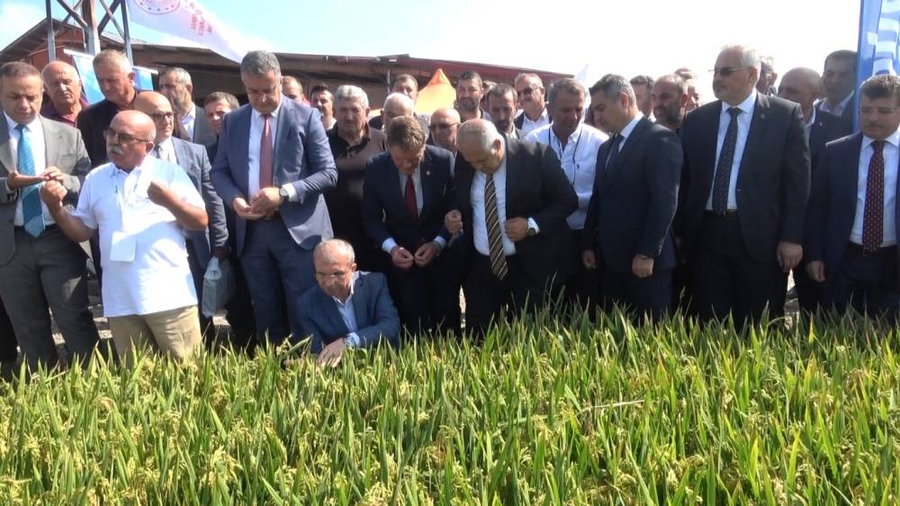 Bafra&rsquo;da T&uuml;rkiye&rsquo;nin ilk &ccedil;eltik ağası se&ccedil;ildi
