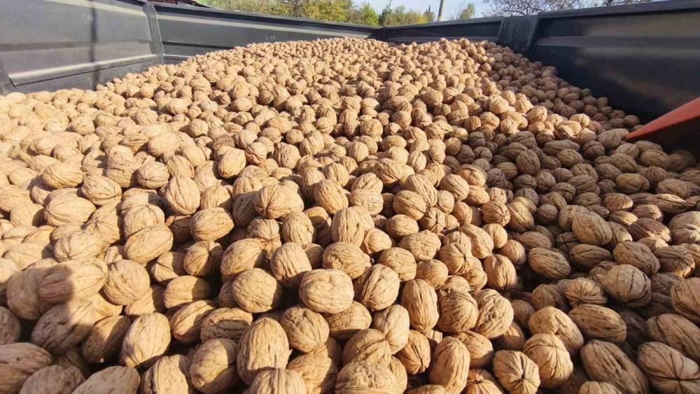 Edirne&rsquo;de 400 ton ceviz rekoltesi bekleniyor: &Uuml;reticiler &uuml;r&uuml;n kalitesi ve verimden memnun
