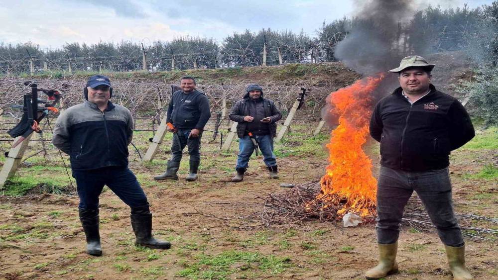 &Uuml;z&uuml;m bağlarında zorlu budak mesaisi
