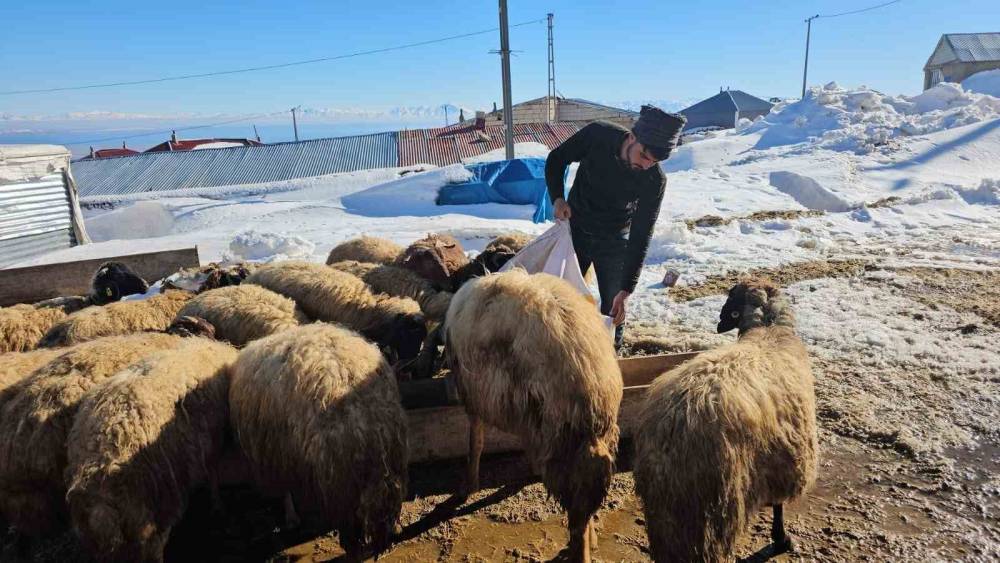 S&uuml;phan Dağı&rsquo;nın eteğinde zorlu hayvancılık m&uuml;cadelesi
