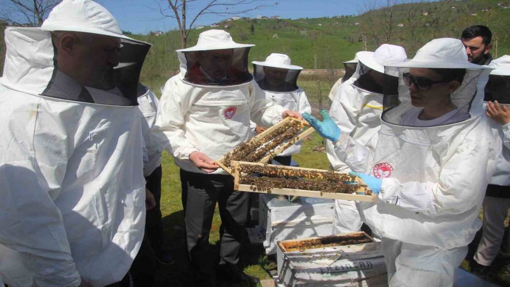 Ordu&rsquo;da krali&ccedil;e arı hamlesi: Arıcılar hem &uuml;retecek hem satacak
