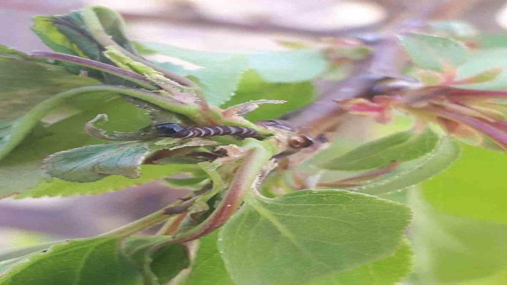 Salihli&rsquo;de &uuml;reticiye kritik uyarı! Meyve ağa&ccedil;larında hastalık alarmı
