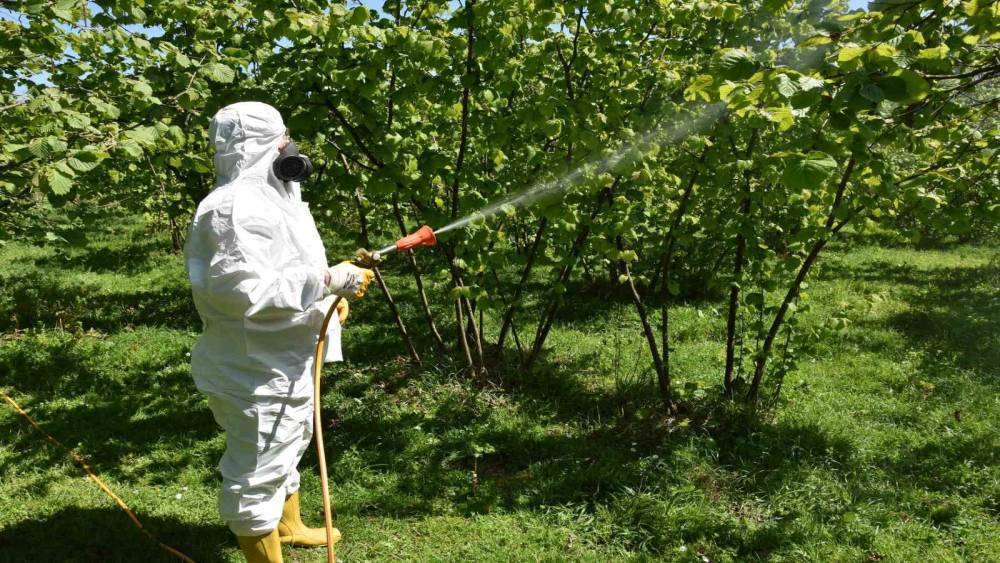 Fındıkta k&uuml;lleme ve kozalak akarına karşı m&uuml;cadele başlatıldı
