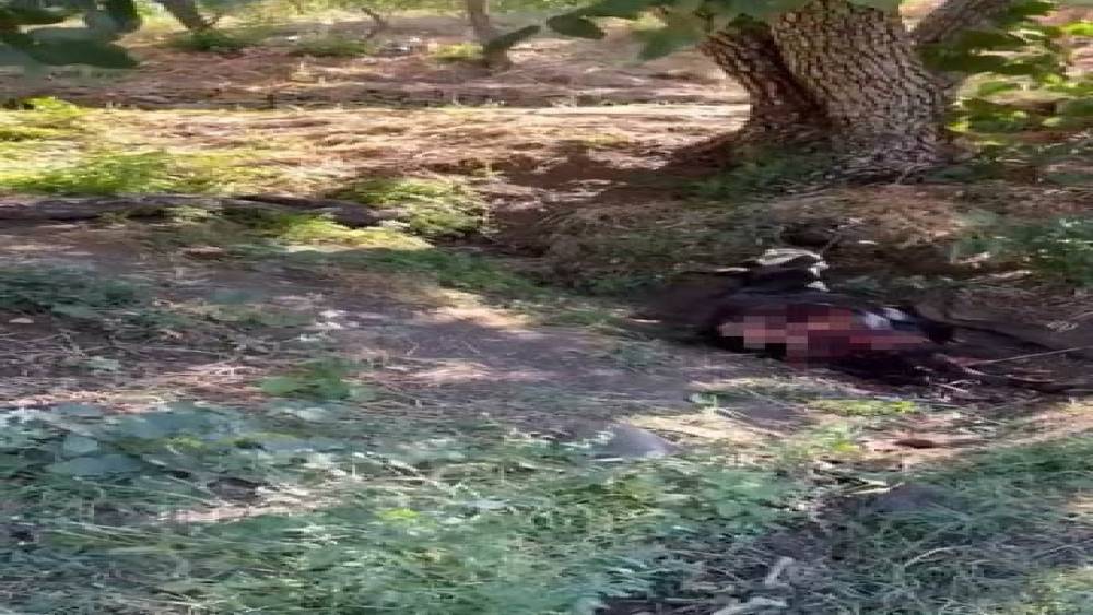 Baykan&rsquo;da kurt saldırısında eşek telef oldu
