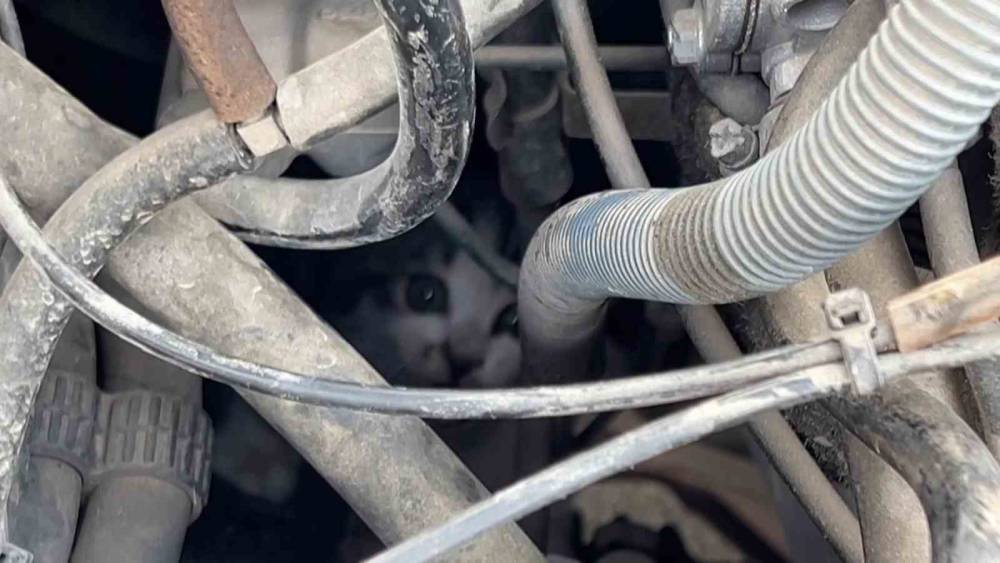 Kaputta sıkışan yavru kedinin imdadına itfaiye yetişti
