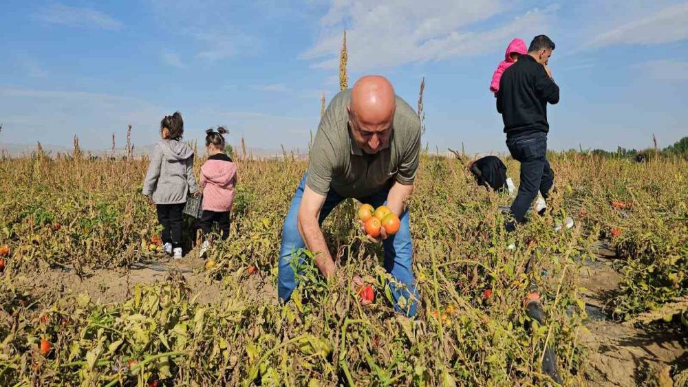 Hask&ouml;y&rsquo;de vatandaşlar sebzelerini dalından kendileri topluyor
