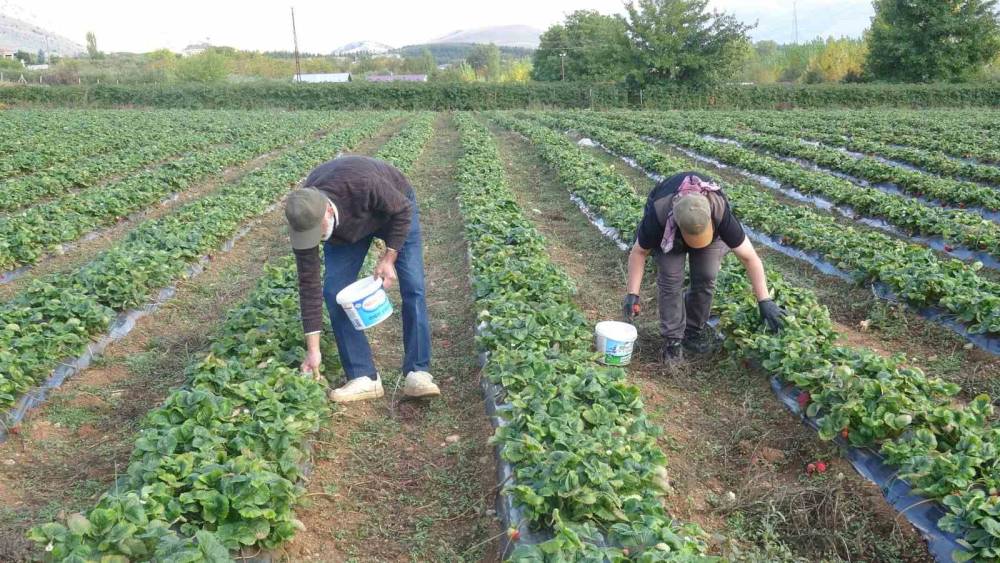 Deneme ama&ccedil;lı ektikleri &ccedil;ilekte siparişlere yetişemiyorlar
