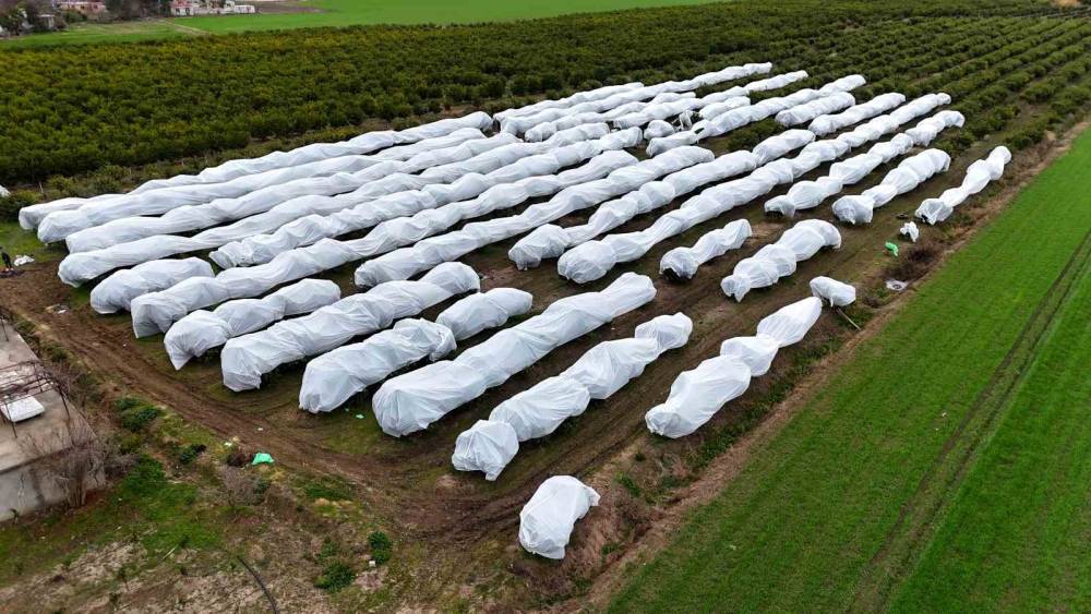 &Ccedil;ukurova &ccedil;ift&ccedil;isinden zirai don &ouml;nlemi: 15 d&ouml;n&uuml;m limon ağacı fileyle &ouml;rt&uuml;ld&uuml;
