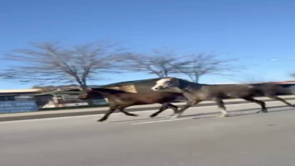 &Ccedil;orum&rsquo;da başıboş atlar trafiği tehlikeye attı: O anlar kamerada

