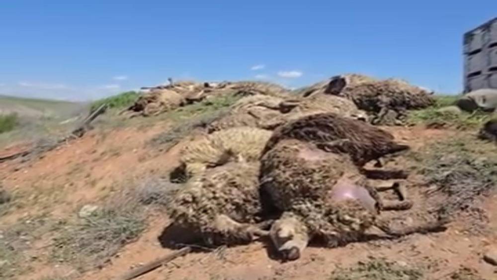 Malatya&rsquo;da k&uuml;&ccedil;&uuml;kbaş hayvan y&uuml;kl&uuml; tır devrildi: 2 kişi yaralandı, 80 koyun telef oldu
