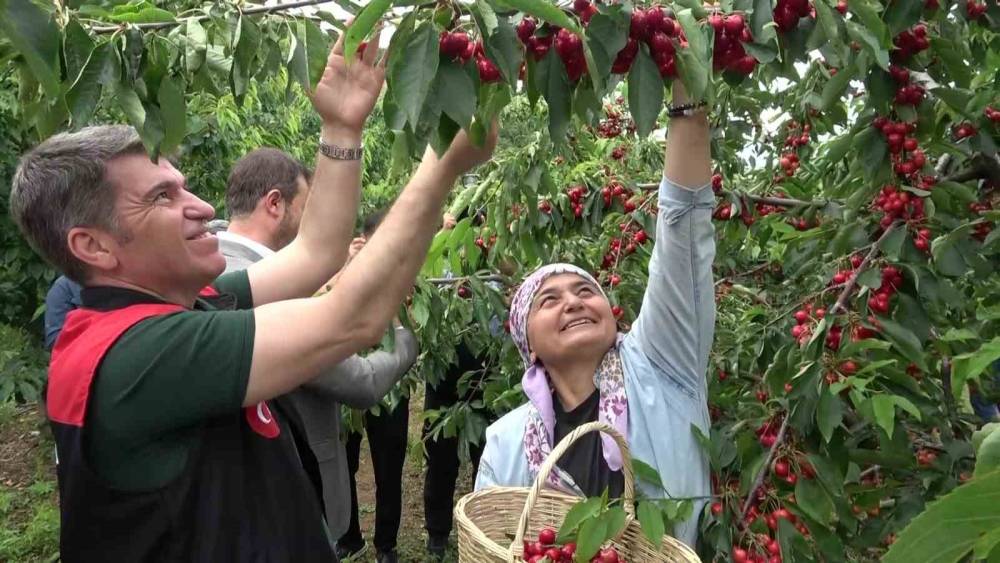 Amasya&rsquo;da dalları kiraz bastı, bu yıl 50 bin ton rekolte bekleniyor
