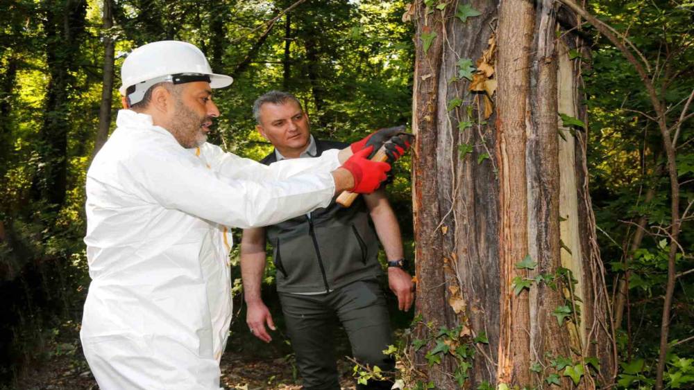 Muğla&rsquo;daki Sığla ormanlarından 1 ton Sığla yağı &uuml;retimi bekleniyor
