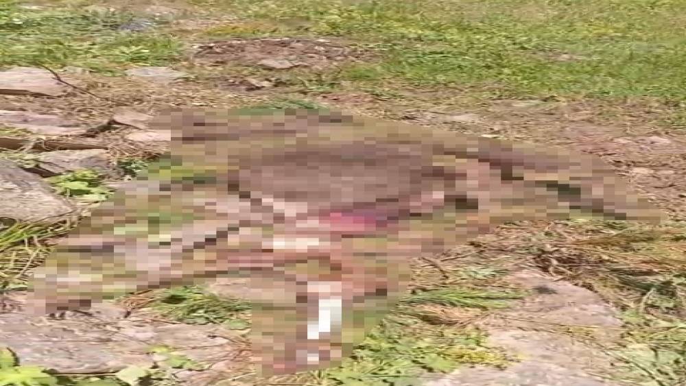 G&uuml;m&uuml;şhane&rsquo;de kaybolan inek ayı tarafından par&ccedil;alandı
