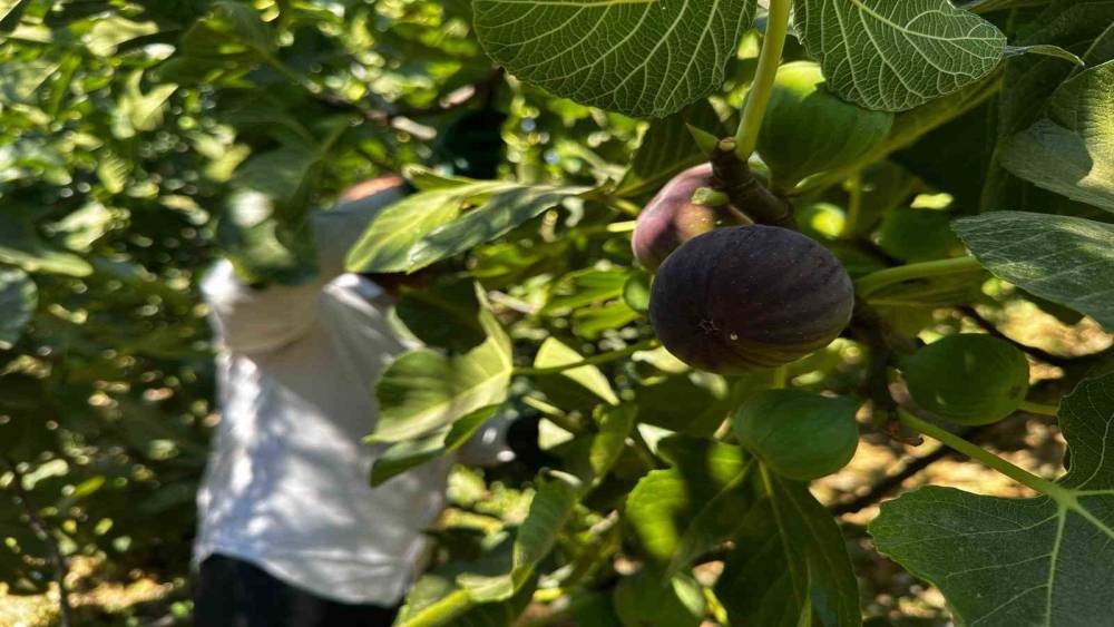 Avrupa&rsquo;nın g&ouml;zde meyvelerinden "Bursa Siyahı" incirinde hasat başladı
