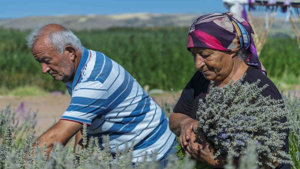 Umutla yetiştirdi, g&ouml;zyaşlarıyla anlattı: Yaşlı &ccedil;iftin lavanta bah&ccedil;esindeki h&uuml;z&uuml;nl&uuml; bekleyişi
