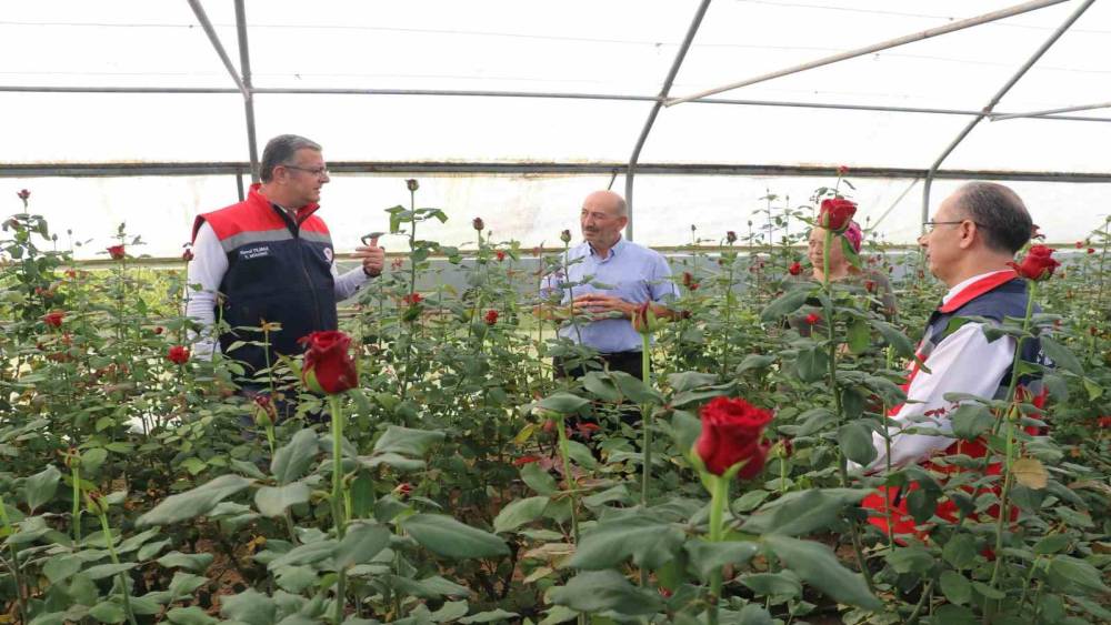 Samsun&rsquo;da kesme &ccedil;i&ccedil;ekte 7 milyon adetlik &uuml;retim
