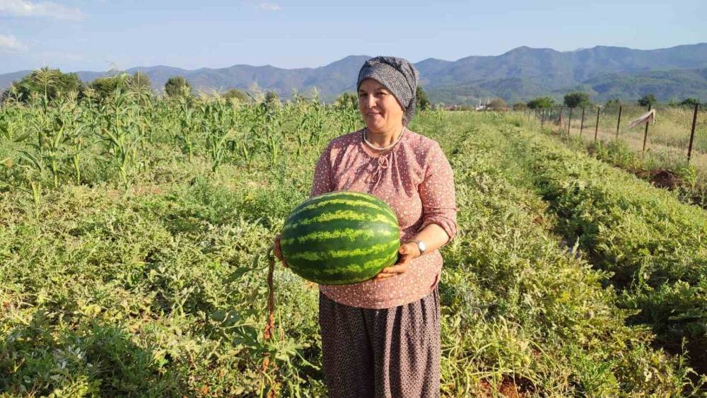 Beyağa&ccedil;&rsquo;ta ata tohumundan gelen bereket
