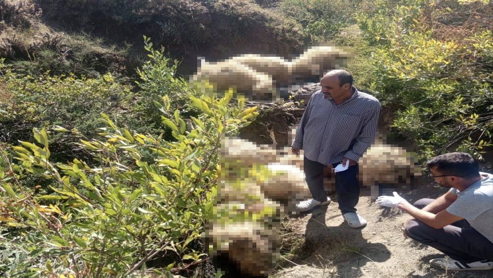 Yaylada yabani hayvandan ka&ccedil;an s&uuml;r&uuml;deki 40 koyun telef oldu
