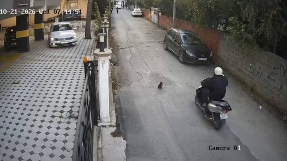 Osmaniye&rsquo;de motosikletin &ccedil;arptığı kedi &ouml;ld&uuml;
