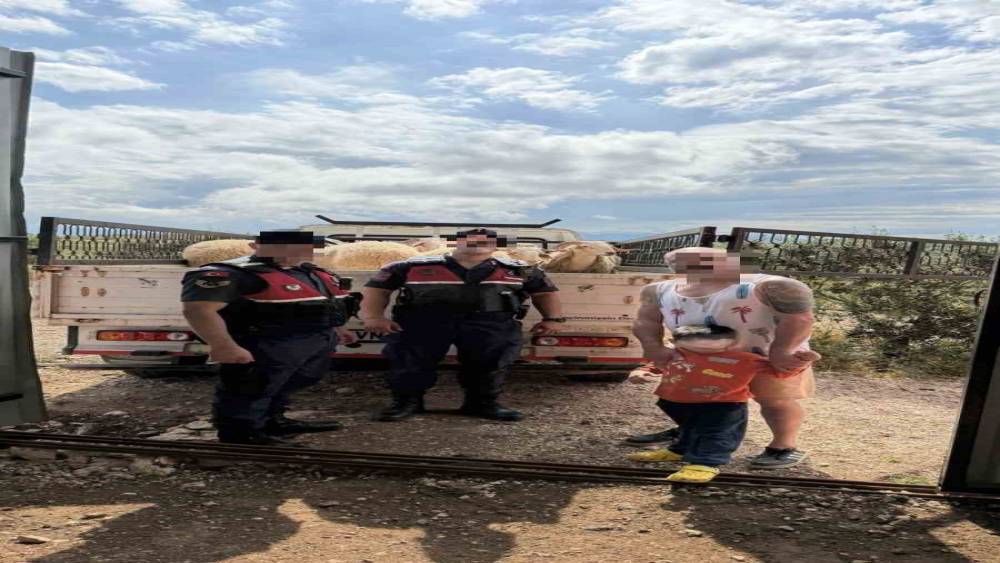 Kurban Bayramı &ouml;ncesi &ccedil;alınan koyunları jandarma buldu
