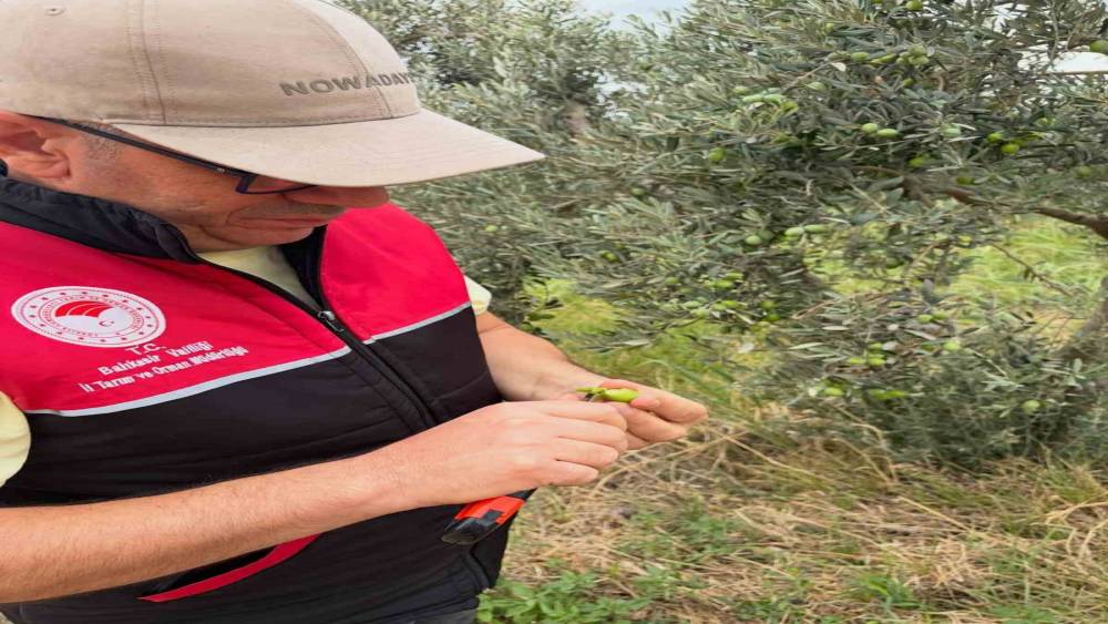 Burhaniye de zeytin bah&ccedil;elerine hasat &ouml;ncesi yoğun kontrol
