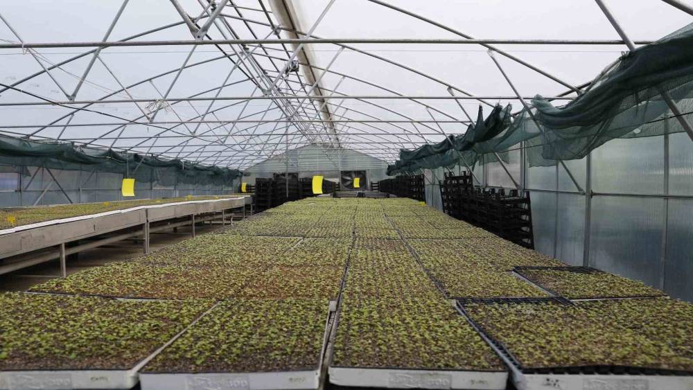 Ak&ccedil;aabat&rsquo;ta 65 bin marul fidesi &ccedil;ift&ccedil;ilere teslim edildi
