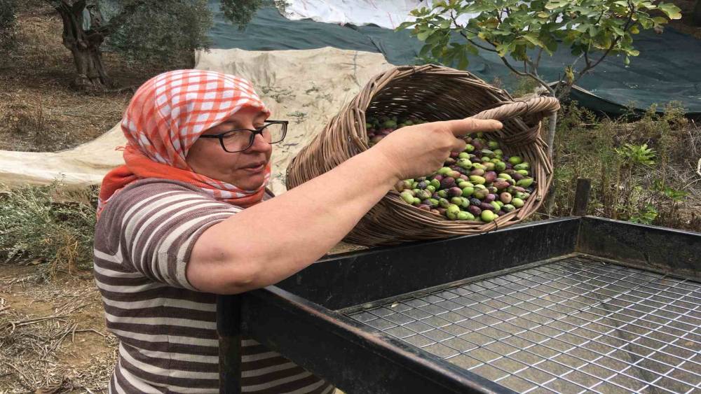 Günlük 3 bin liraya çalışacak zeytin işçisi bulunamıyor
