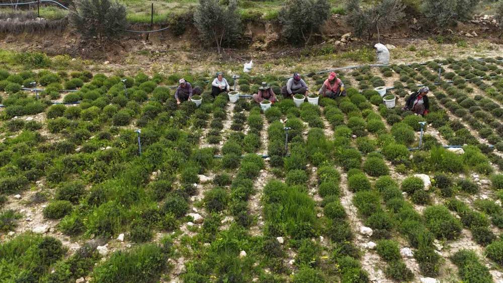 Sofraların vazge&ccedil;ilmezi zahterde bereketli hasat
