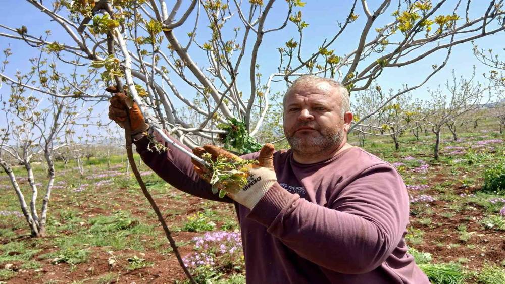 Araban&rsquo;da fıstık &uuml;reticileri tırtıl&rsquo;la m&uuml;cadele &ccedil;alışması başlattı
