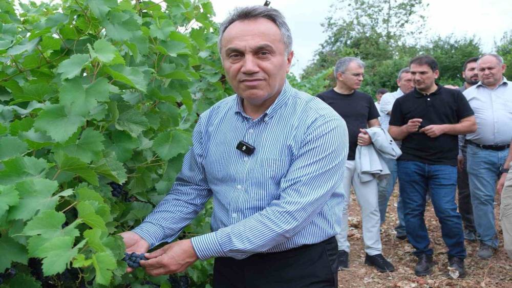 TOG&Uuml; bağlarında sezonun ilk &uuml;z&uuml;m hasadı yapıldı

