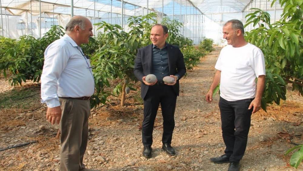 Erzin&rsquo;de avokado ve mango &uuml;retimi yapılan seralar ekonomiye katkı sağlıyor
