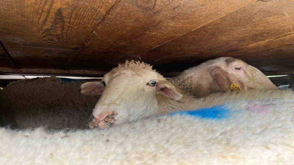Sakarya&rsquo;da 2,2 ton midye ve 156 k&uuml;&ccedil;&uuml;kbaş ele ge&ccedil;irildi
