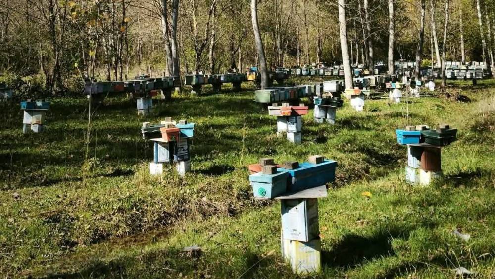 Arılı Kovan Destekleme başvurularında son 5 g&uuml;n
