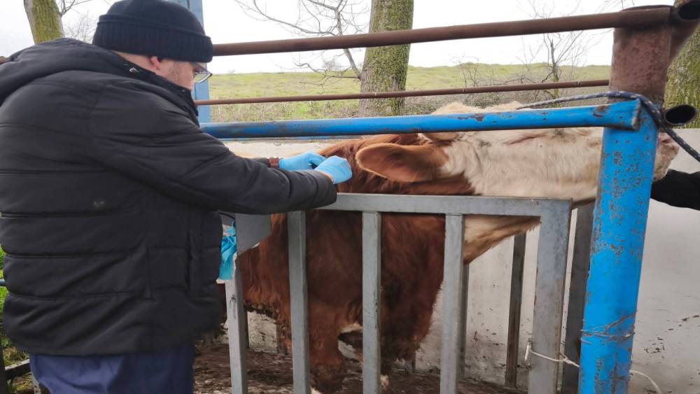 Hayvancılık işletmelerinde sağlık taraması yapıldı
