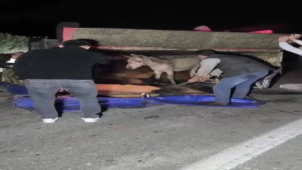 Adana&rsquo;da kasası eşek dolu kamyonet yola devrildi
