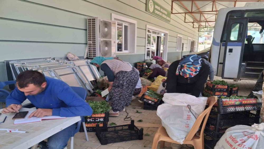 Sarıg&ouml;l&rsquo;de taze bağ yaprağı mesaisi başladı
